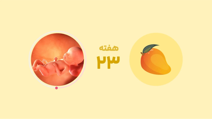 هفته 23 بارداری