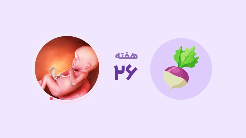 هفته بیست و ششم بارداری