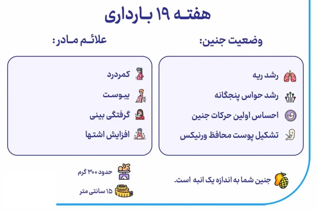 هفته 19 بارداری