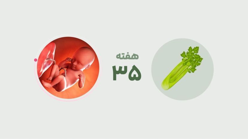 هفته سی و پنج بارداری