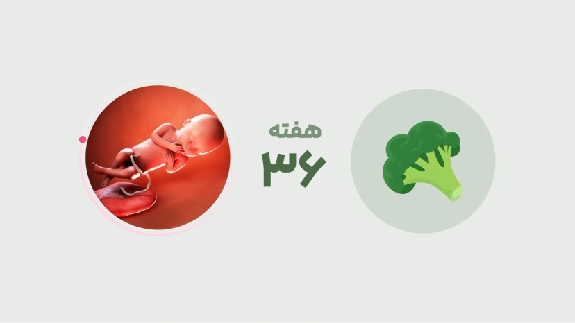 هفته سی و ششم بارداری