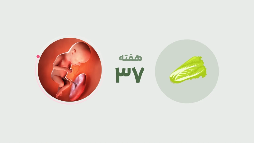 هفته سی و هفتم بارداری