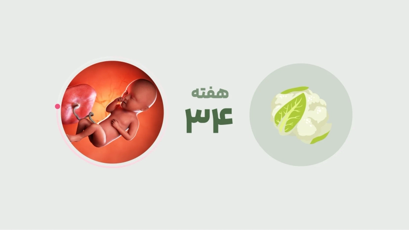 هفته سی و چهارم بارداری
